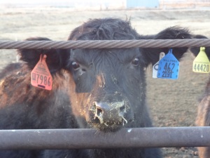 The blue tag in the calf's other ear is the cowboy tag that links her with her pen mates.